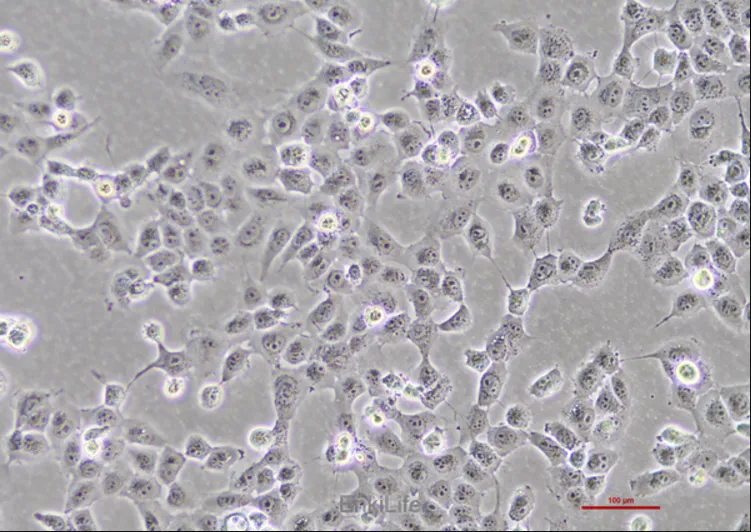 人非小细胞肺癌细胞 NCI-H1299