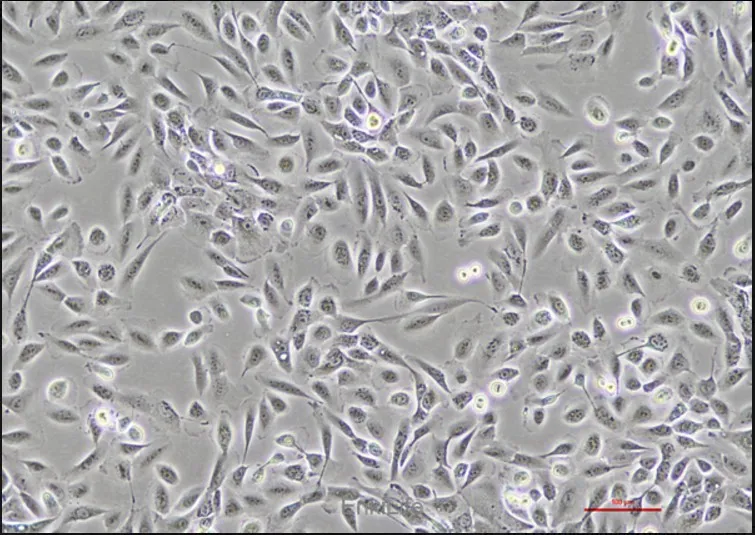 乳腺上皮细胞 MCF 10A