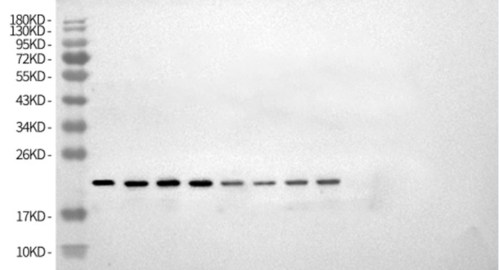 图C：WB全膜验证原始数据
